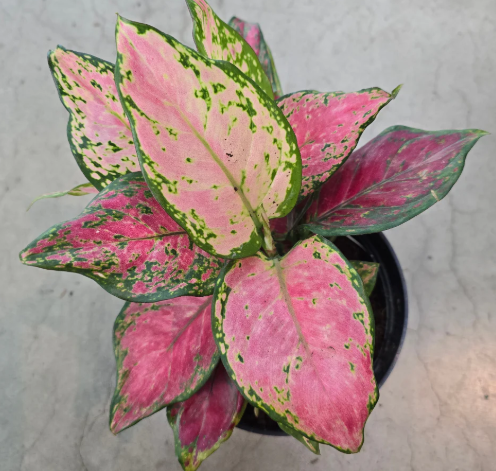Aglaonema Lucky Red: No. I will pot them myself. I like saving money.