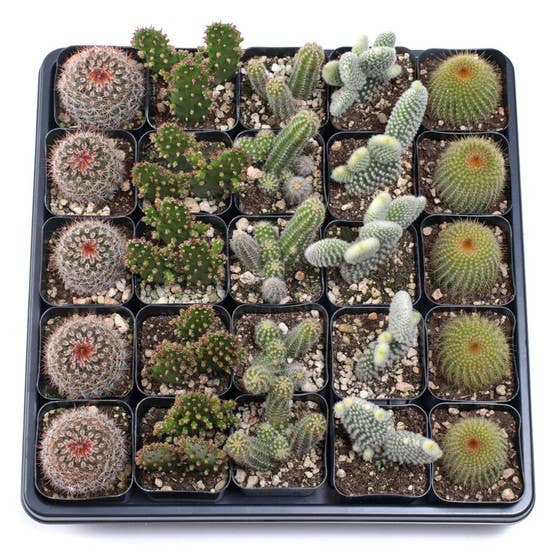 Cactus Bulk 25-Pack (5 Varieties, 2" Pots)