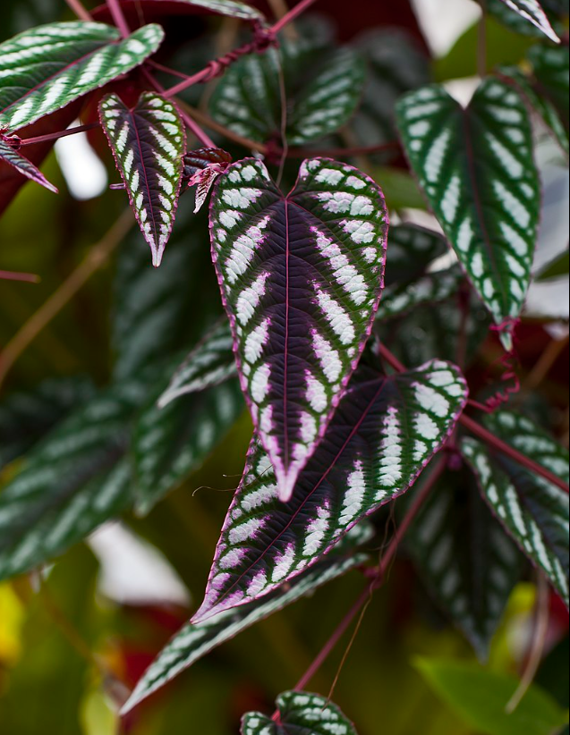 Cissus Discolor. 2-3 inch starter plant. : No. Ship without pots. I will pot myself.