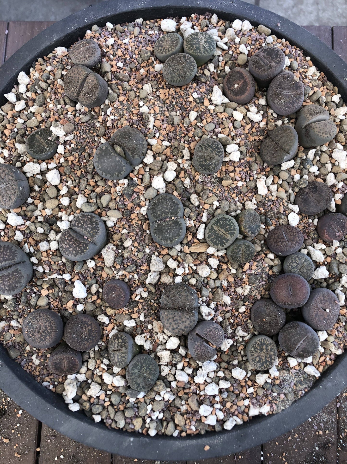 LITHOPS Living Stone Premium Potting Mix: 1/2 Gallon