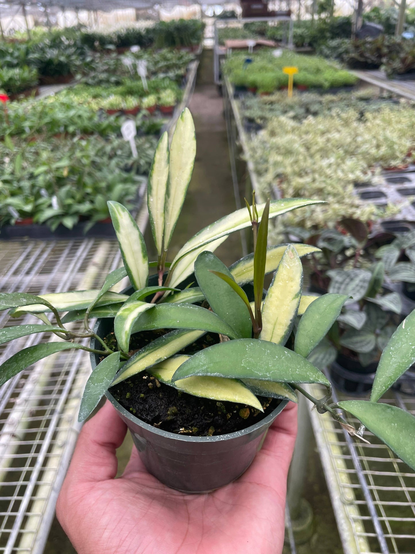 Hoya Wayetii Variegated - 4" Pot