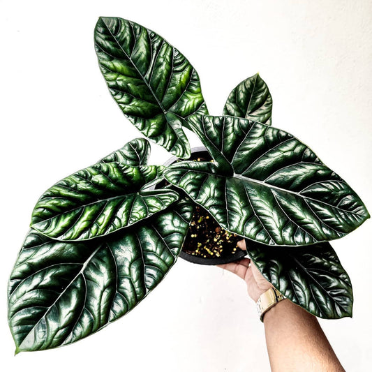 Alocasia Quilted Dreams.    : No. I will pot them myself. I would rather save the money.