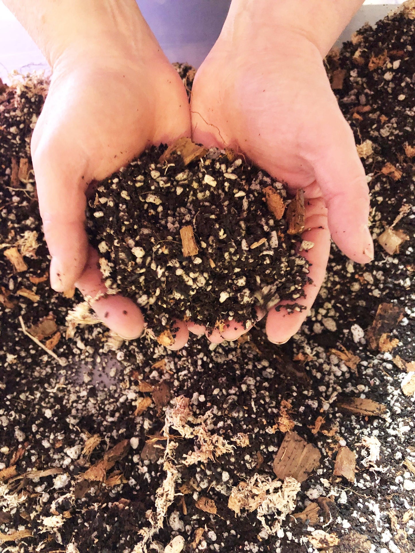Alocasia Colocasia Caladium Premium Potting Mix: 1/2 Gallon
