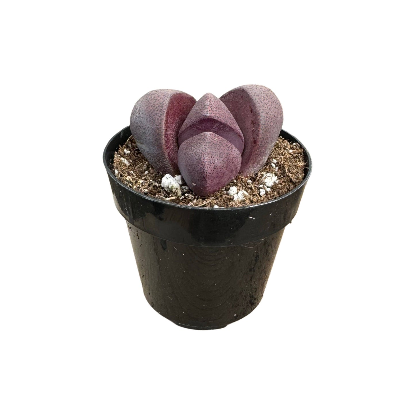 Royal Flush | 2.5 inch | Pleiospilos nelii: 2.5 inch