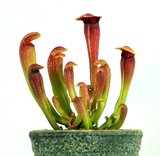 Sarracenia Hybrid Bug Bat Carnivorous