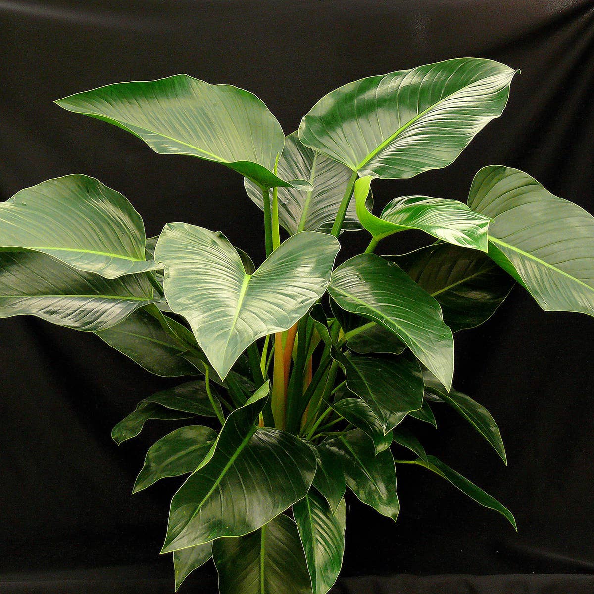 Philodendron Congo: No. I will pot them myself.