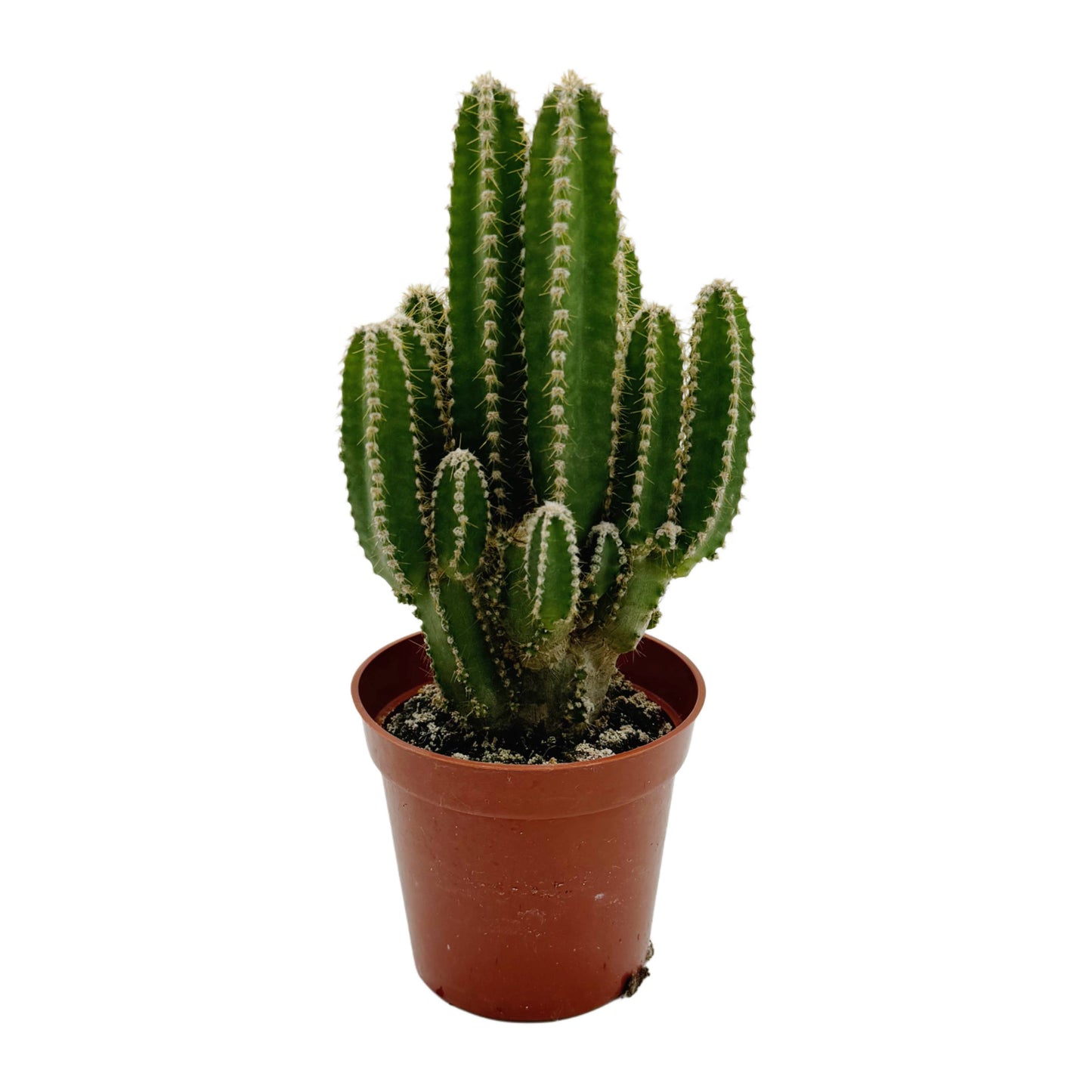 Fairy Castle Cactus | 3.5 inch | Acanthocereus tetragonus: 3.5 inch