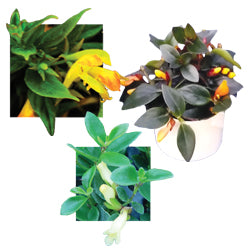 Goldfish columnea "Columnea Schiedeana (Columnea Minor)"