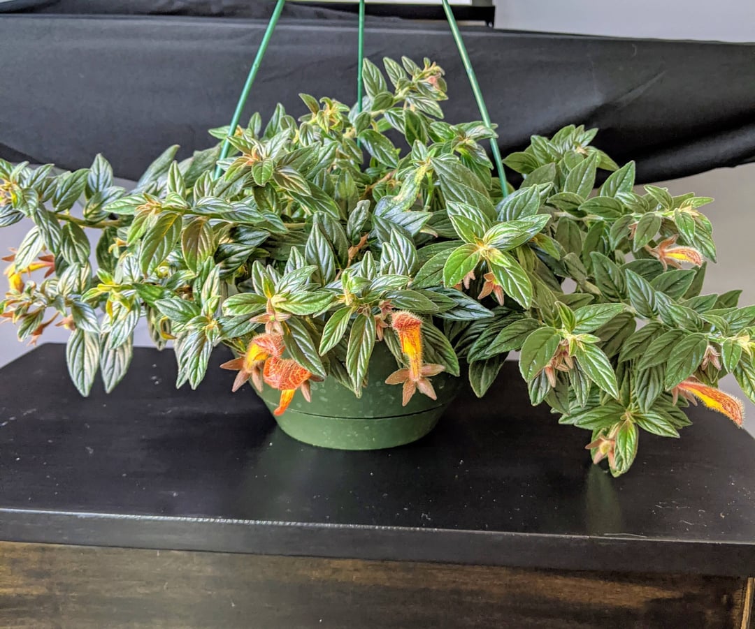Goldfish columnea "LAVA FLOW"
