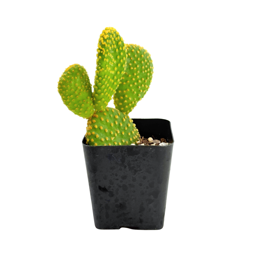 Crazy Bunny Ears | 2.5 inch | Opuntia microdasys monstrosa: 2.5 inch