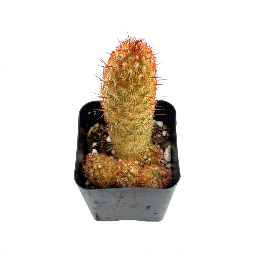 Copper King Cactus | 2.5 inch | Mammillaria elongata: 2.5 inch