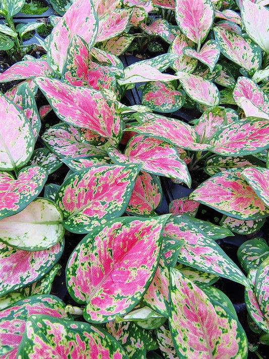 Aglaonema Red Beauty: No. Ship without pots. I will pot myself.