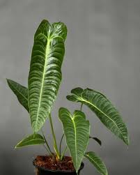 Anthurium Veitchii King. 2-3 inch starter plant. : No. I will pot them myself. I would rather save the money.