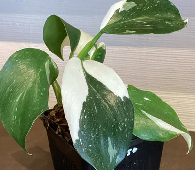 Philodendron Punctata/ White Wizard. 2-3 inch starter plant: No. I will pot them myself.