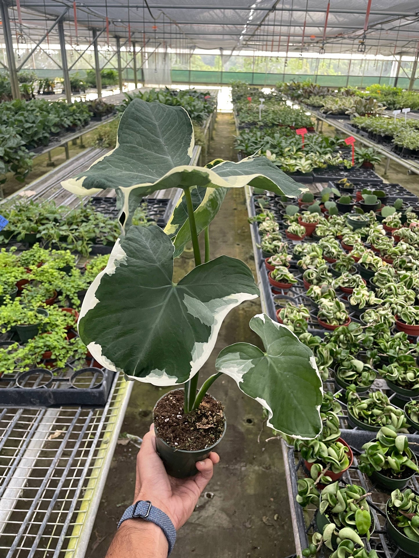 Alocasia 'Mickey Mouse' - 4" Pot