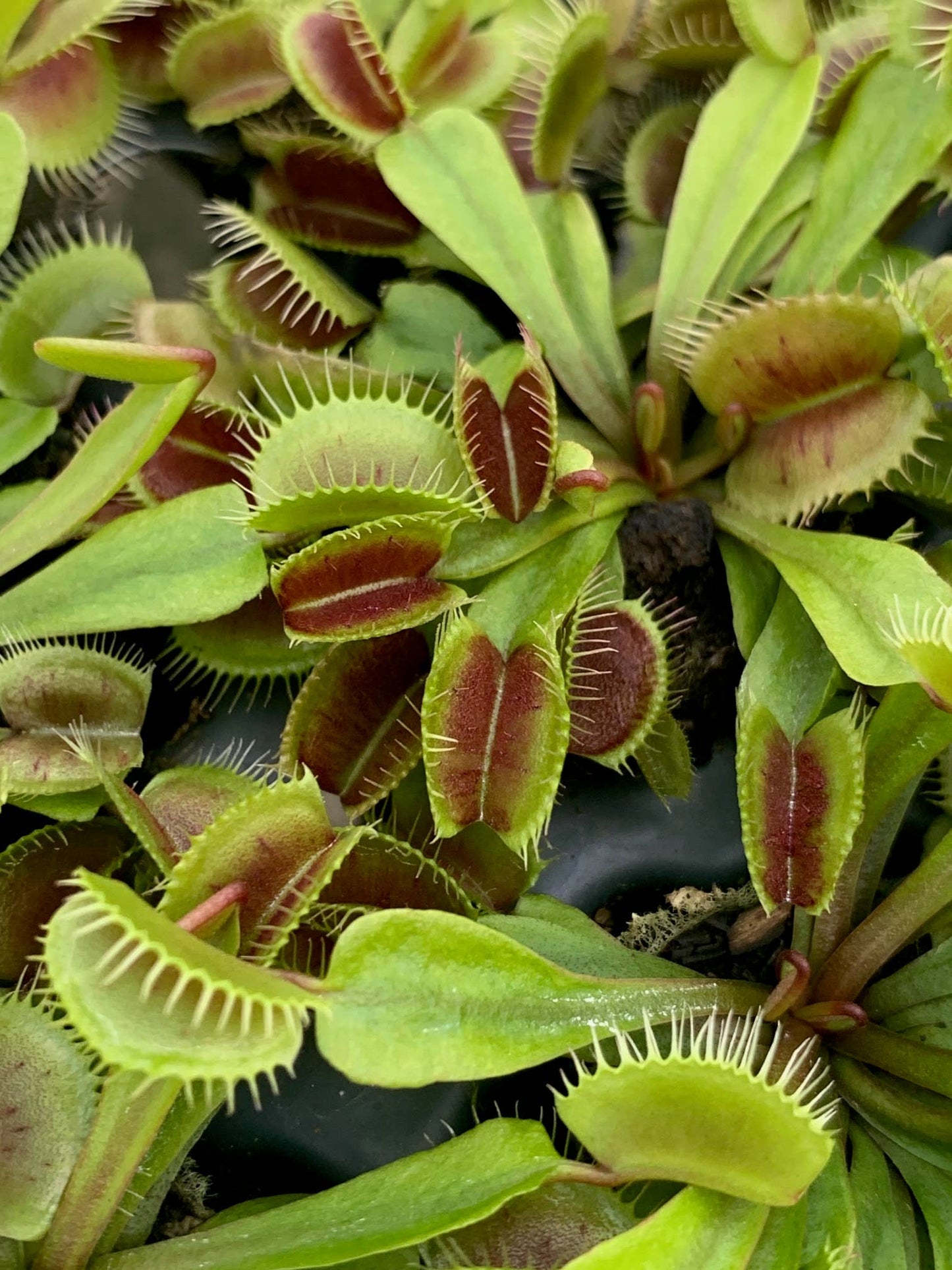 Dionaea Muscipula (Venus Fly Trap) Mammoth GIANT