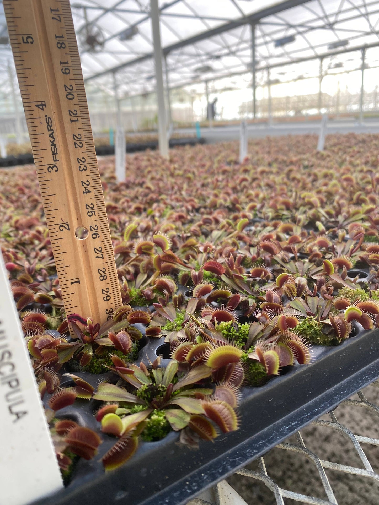 Dionaea Muscipula (Venus Fly Trap) Akai Ryu