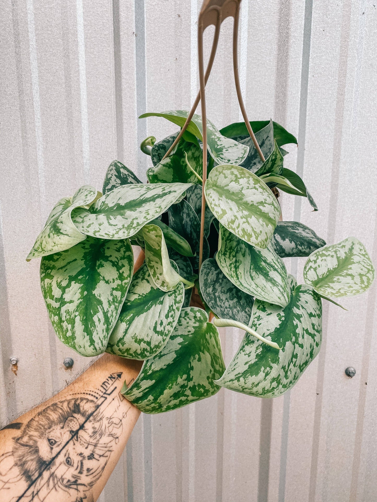6" Scindapsus 'Pictus Exotica' (Hanging Basket)