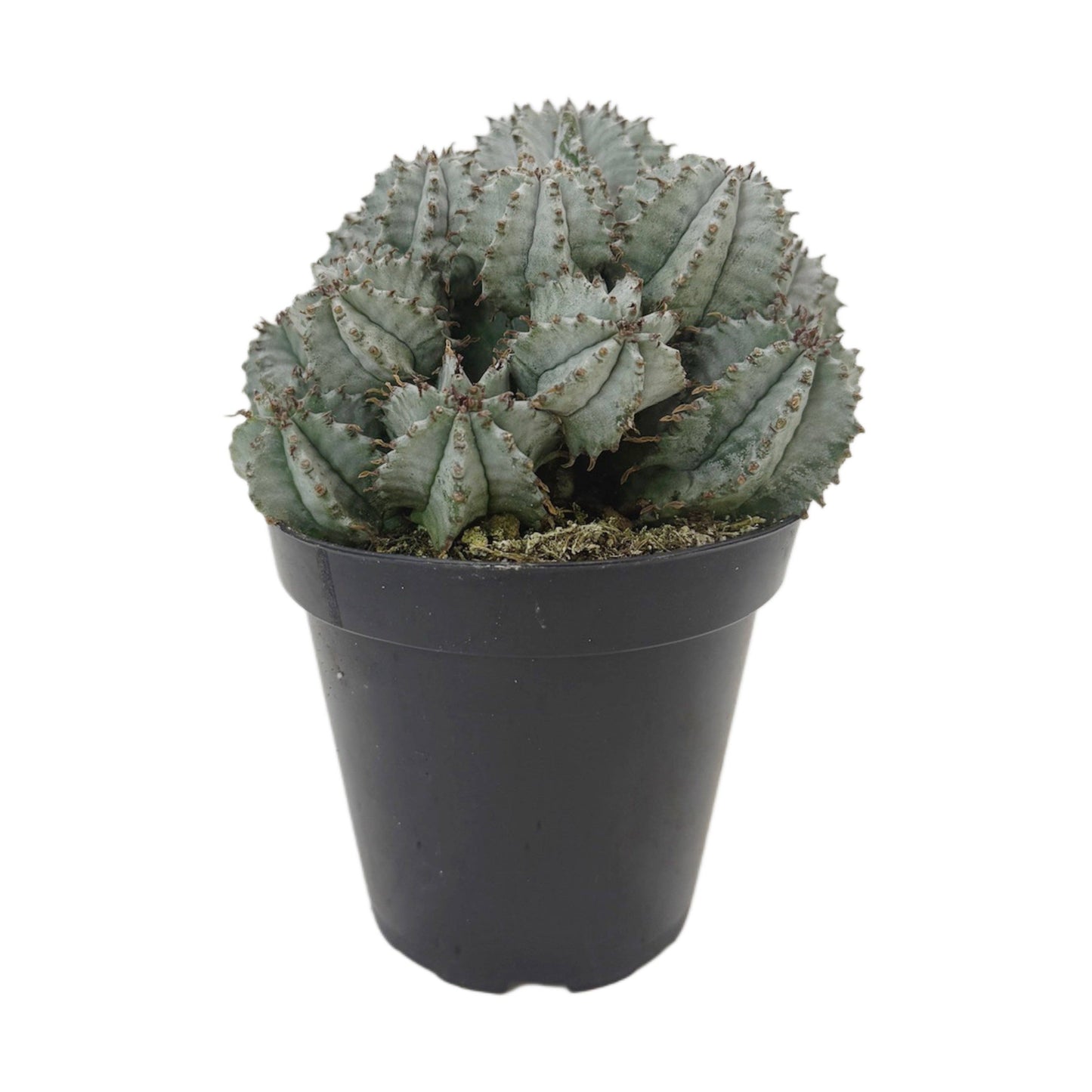 African Milk Barrel | 3.5 inch | Euphorbia horrida: 3.5 inch