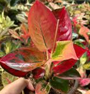 Aglaonema Diamond Red: No. Ship without pots. I will pot myself.
