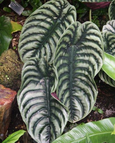 Alocasia Cuprea. : No. I will pot them myself and save money.