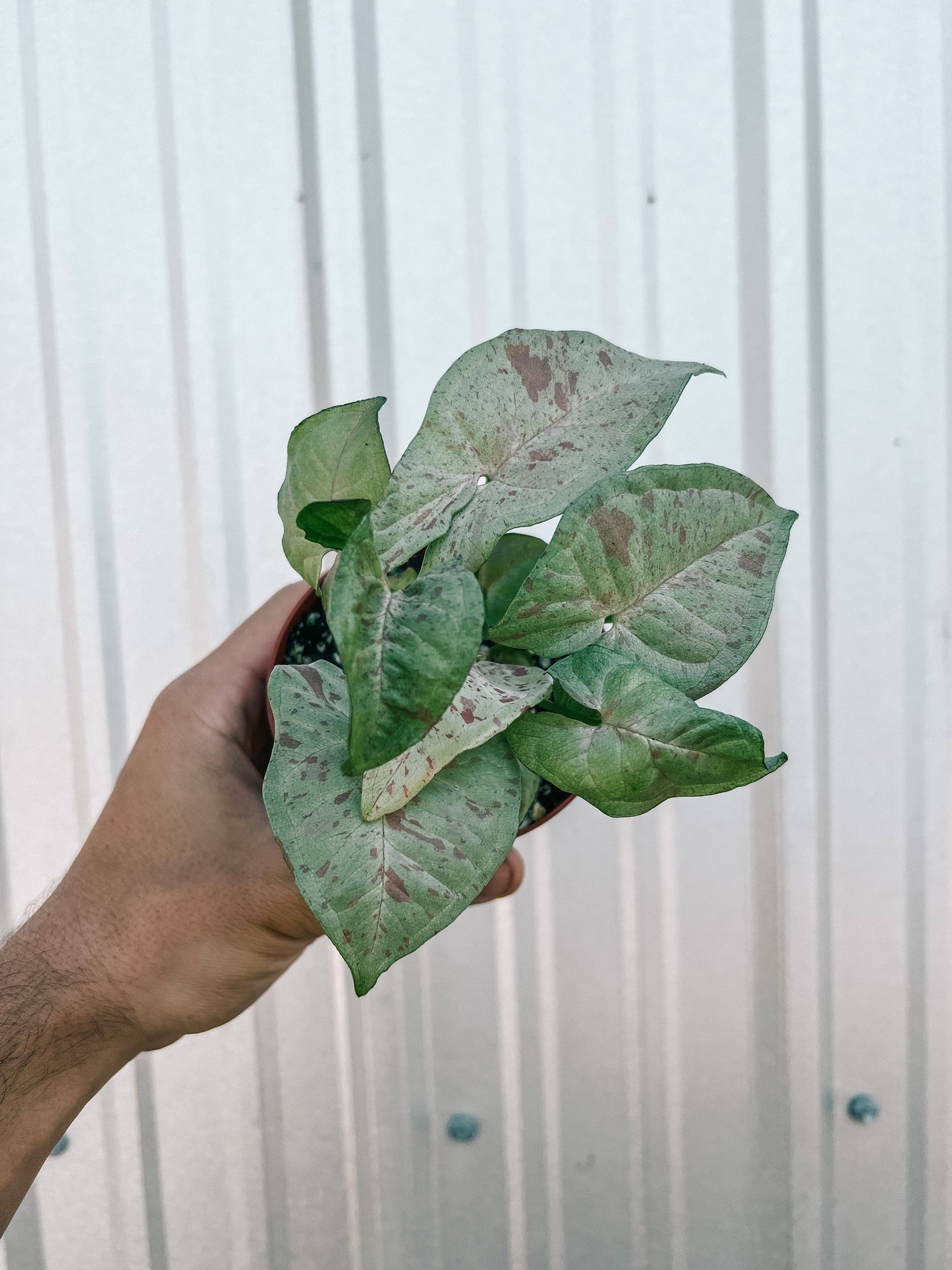 4" Syngonium 'Milk Confetti'