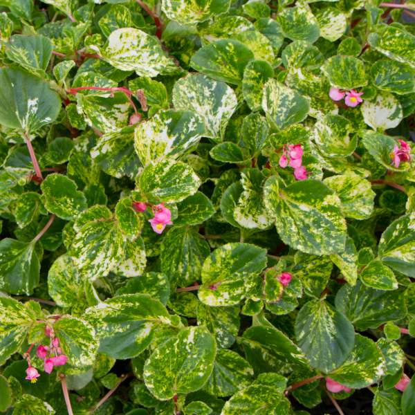 Small Begonia variegated leaves'PINK CHARM' wax begonia