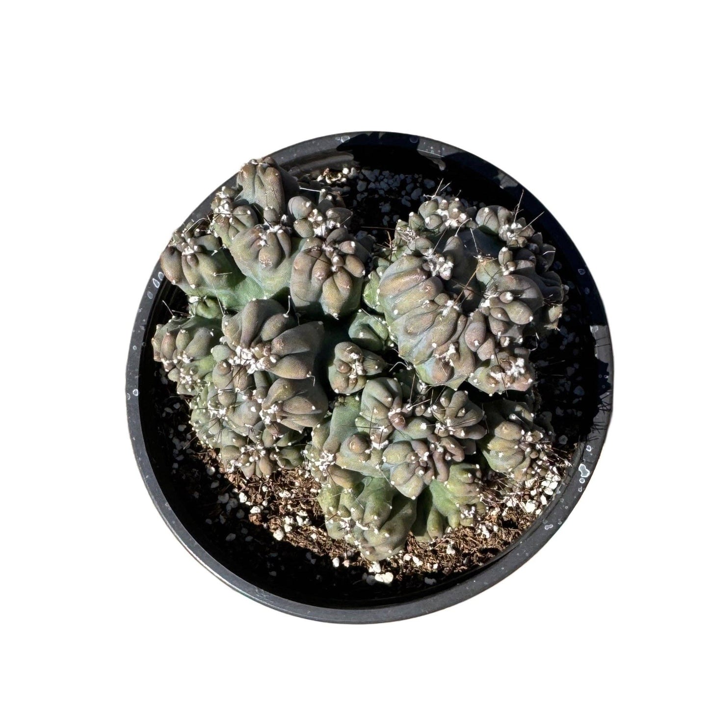 Ming Thing Cactus | 6 inch | Cereus forbesii monstrose (Copy): 4 inch