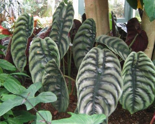 Alocasia Cuprea. : No. I will pot them myself and save money.