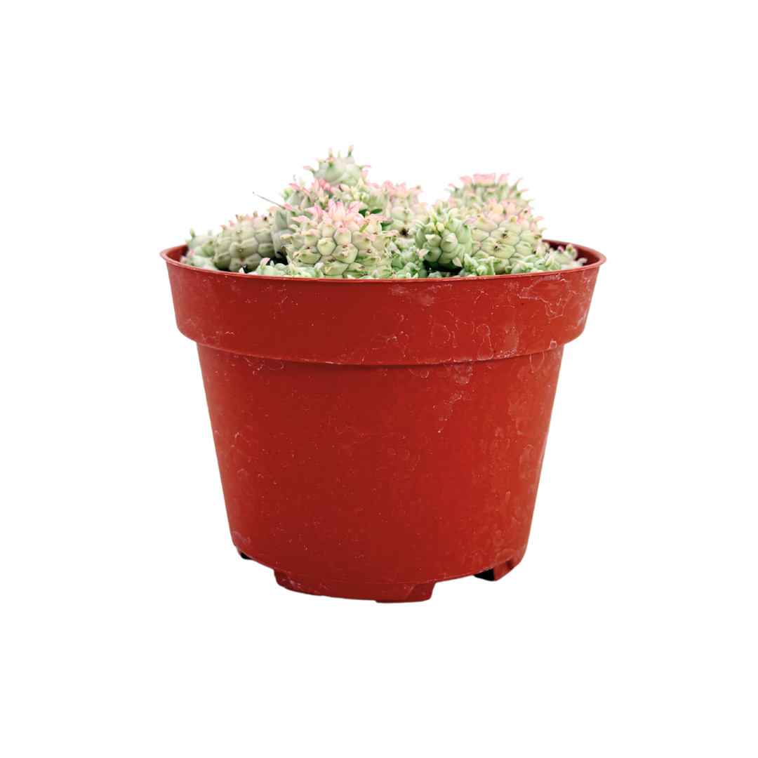 Variegated Corn Cob Cactus | 4 inch | Euphorbia mammillaris varigegata: 4 inch