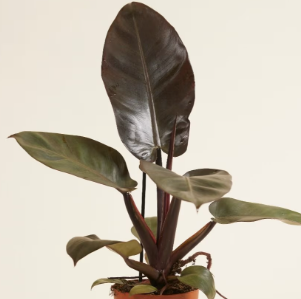 Philodendron Black Cardinal. 2-3 inch starter plant. : No. I will pot them myself.