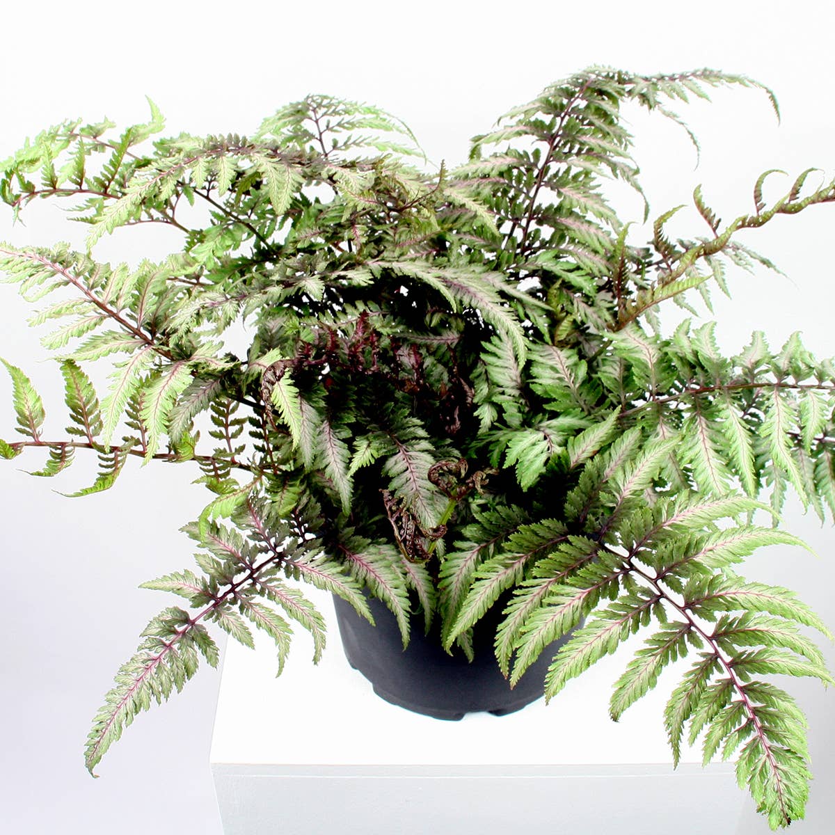 Variegated Fern. Athyrium Pictum: No. I will pot them myself and save money.