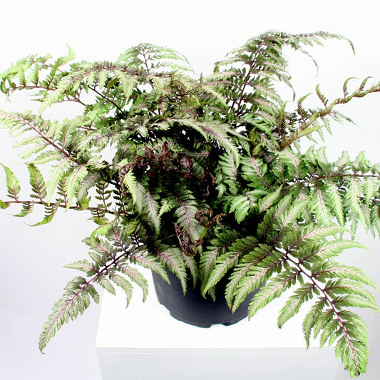 Variegated Fern. Athyrium Pictum: No. I will pot them myself and save money.