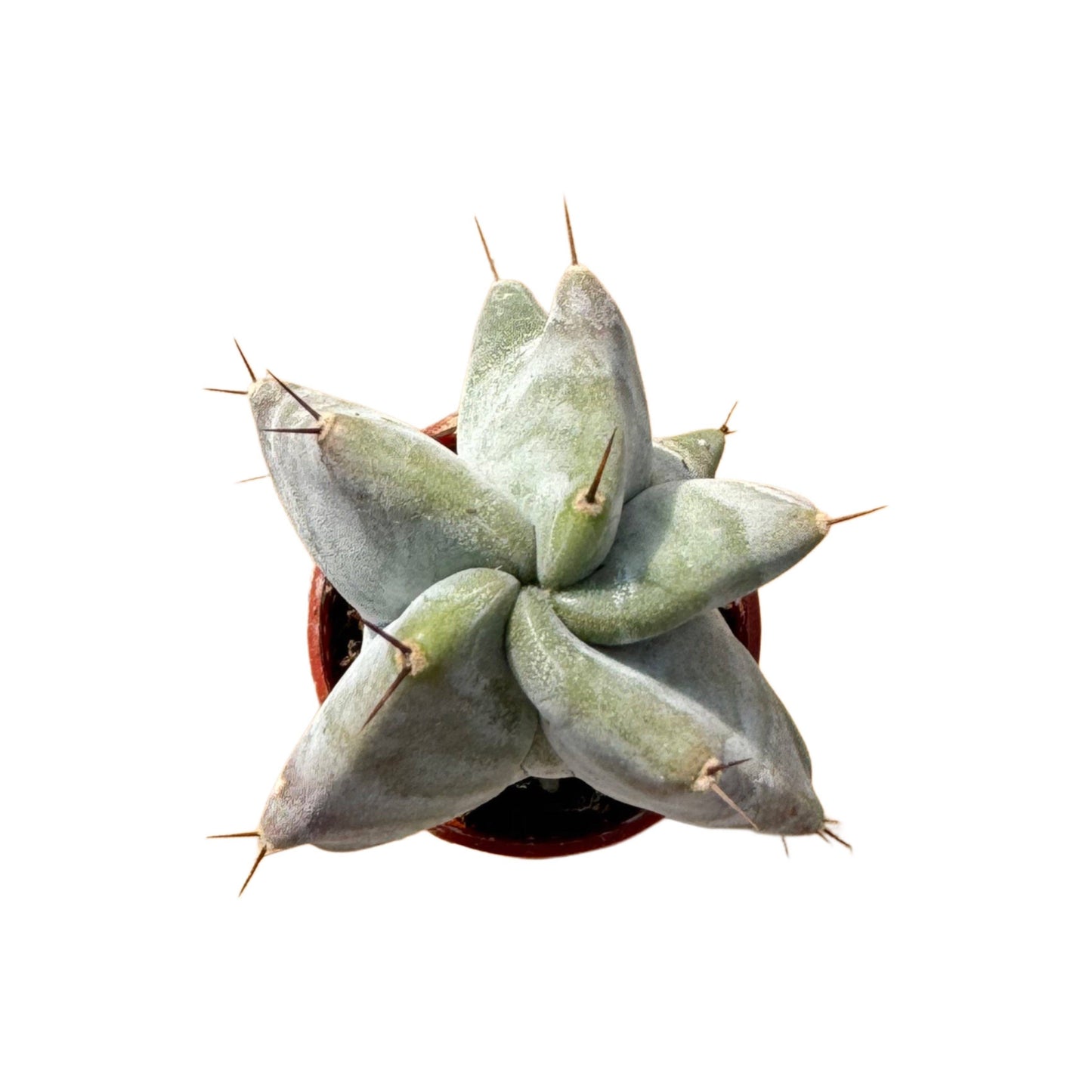 Ghost Organ Cactus | 2.5 inch | Stenocereus pruinosus: 2.5 inch