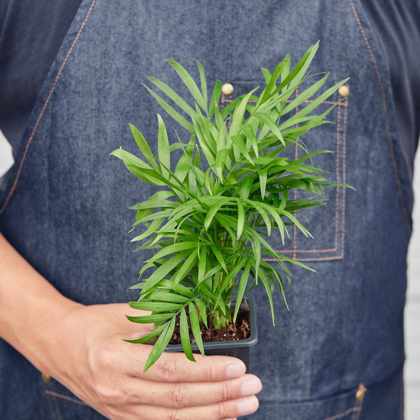 PALM PARLOR 3-inch