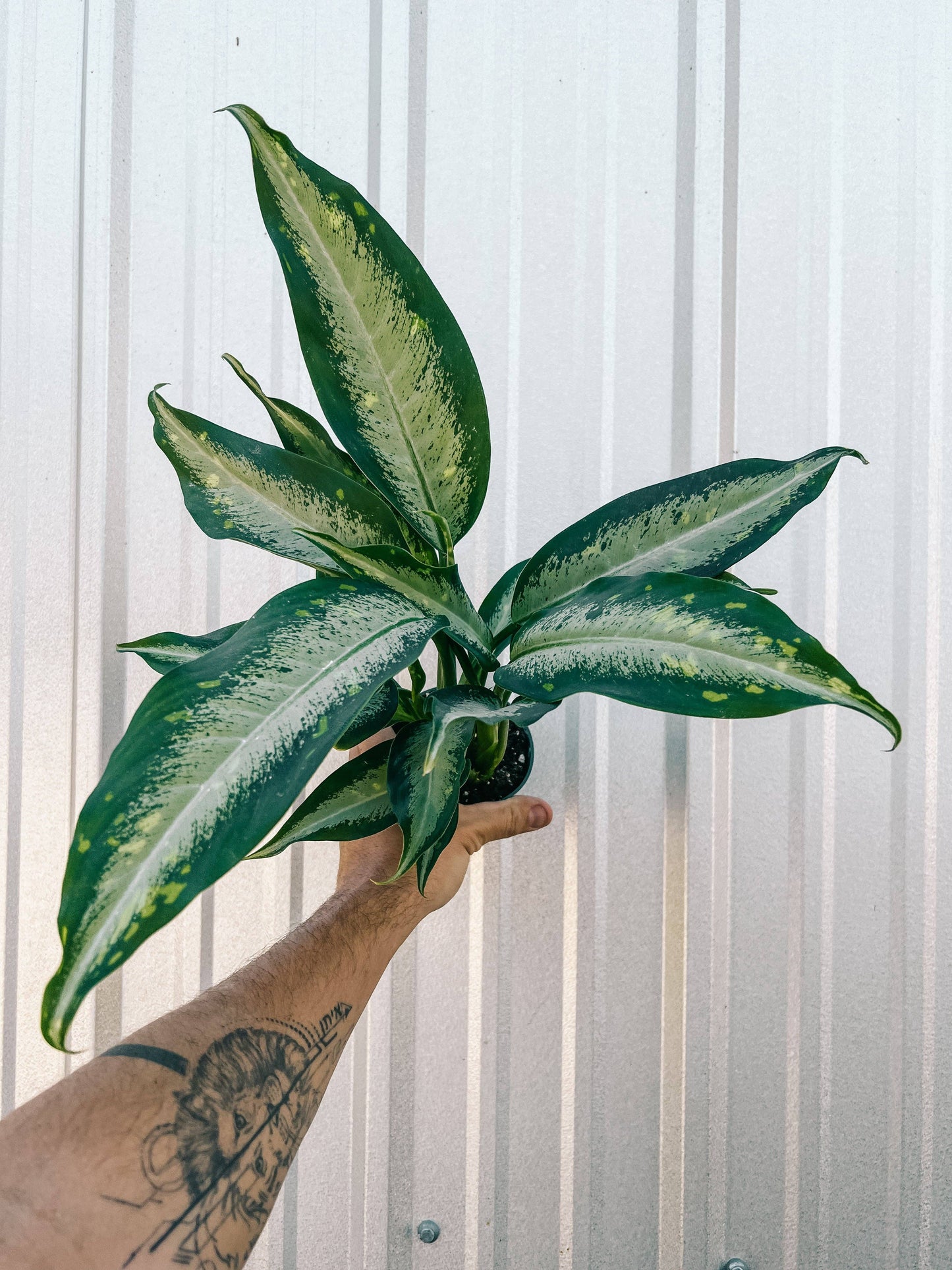 4" Dieffenbachia 'Panther'