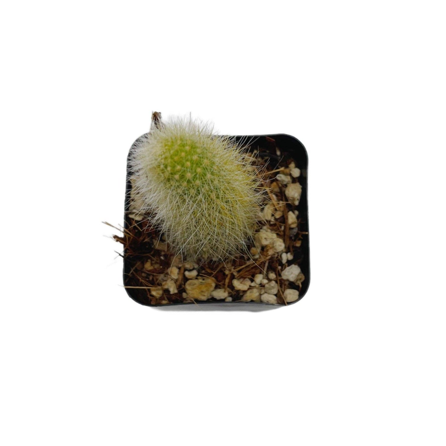 Monkey Tail Cactus | 2 inch | Cleistocactus colademononis: 2 inch