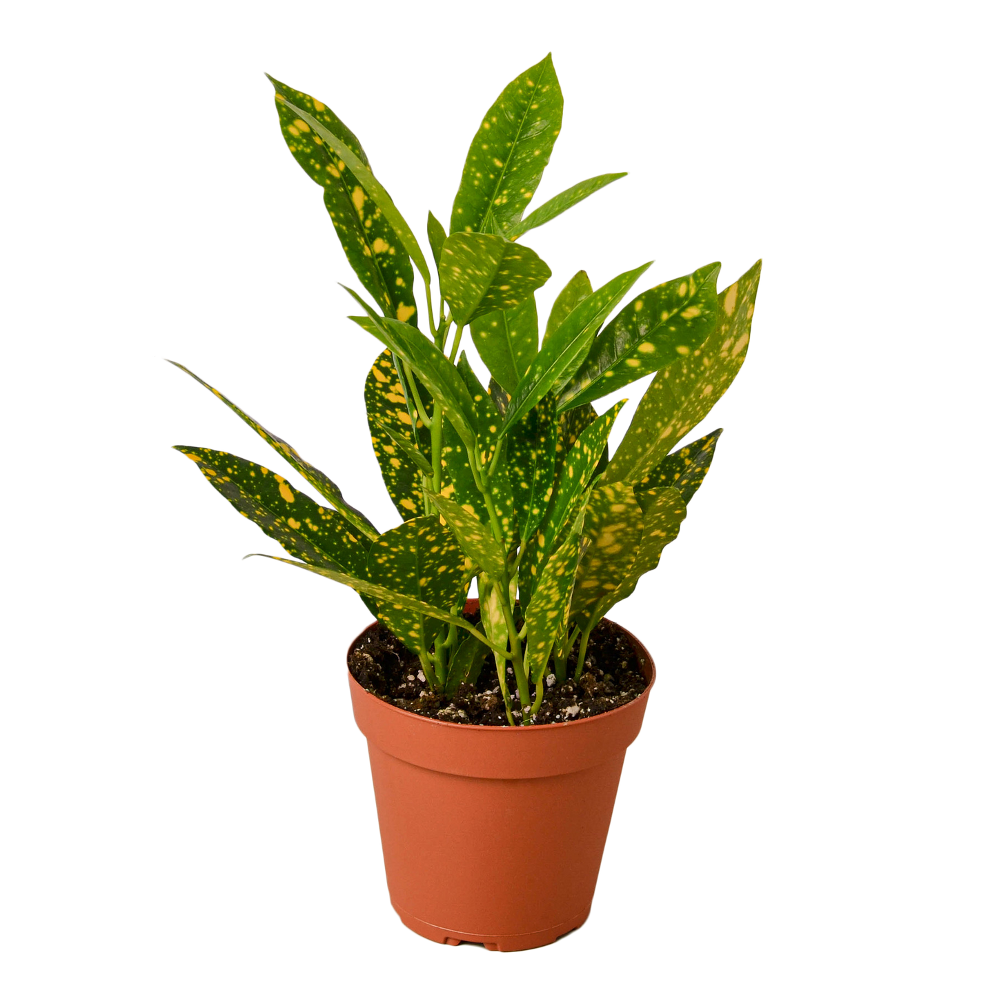 CROTON GOLD DUST 4-inch