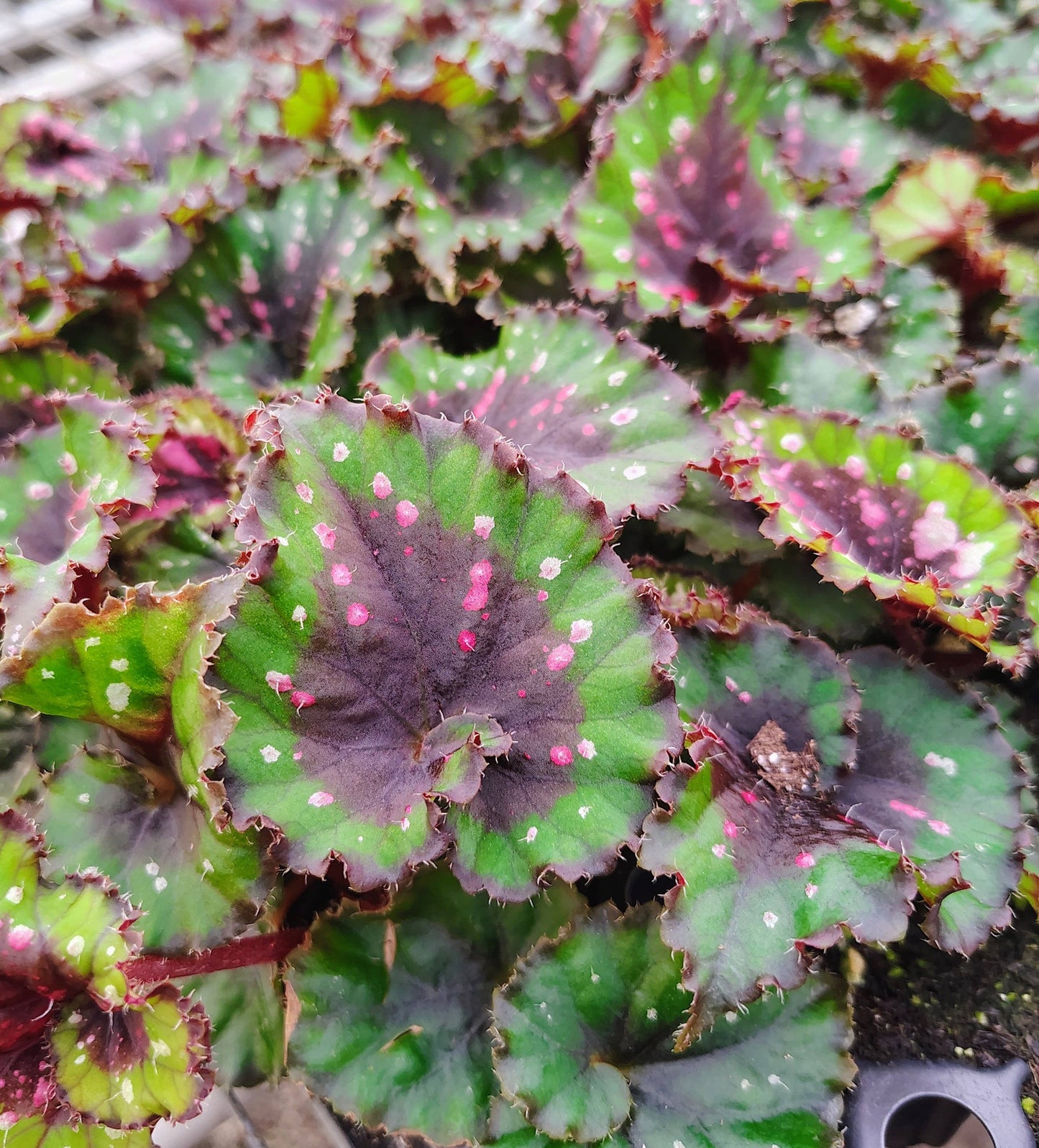 Begonia Macarena