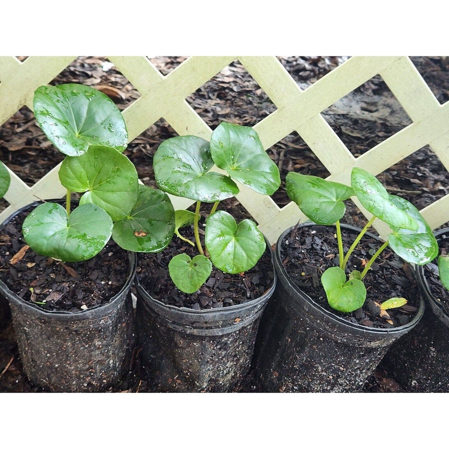 LIVE Plant LARGE Farfugium Japonica Gigantea Tractor Seat