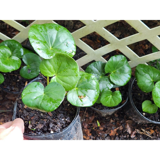 LIVE Plant LARGE Farfugium  Japonica Gigantea Tractor Seat