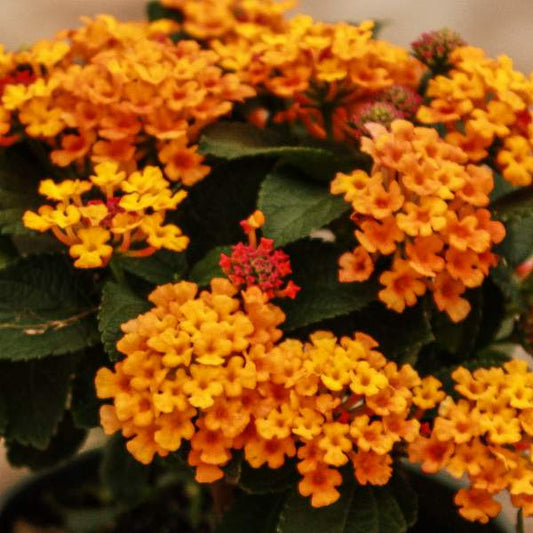 Lantana " BRIGHT ORANGE" Live Rooted Starter  Plant