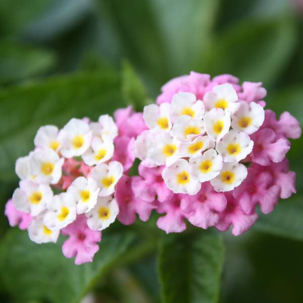 Lantana " BRIGHT PINK" Live Rooted Starter Plant