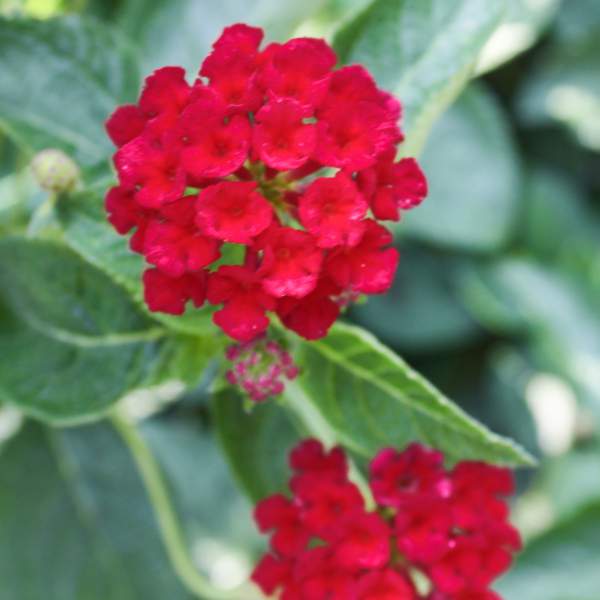 Lantana 'DARK RED" Live Rooted Starter Plant Stunning Red Color