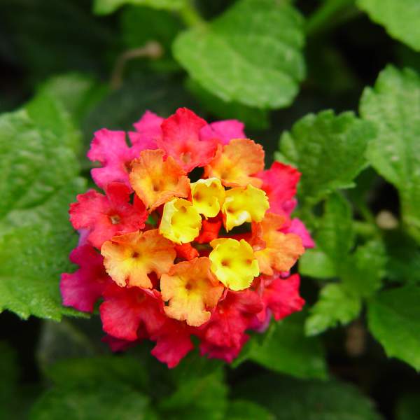 Lantana " IRENE" Live Rooted Starter Plant