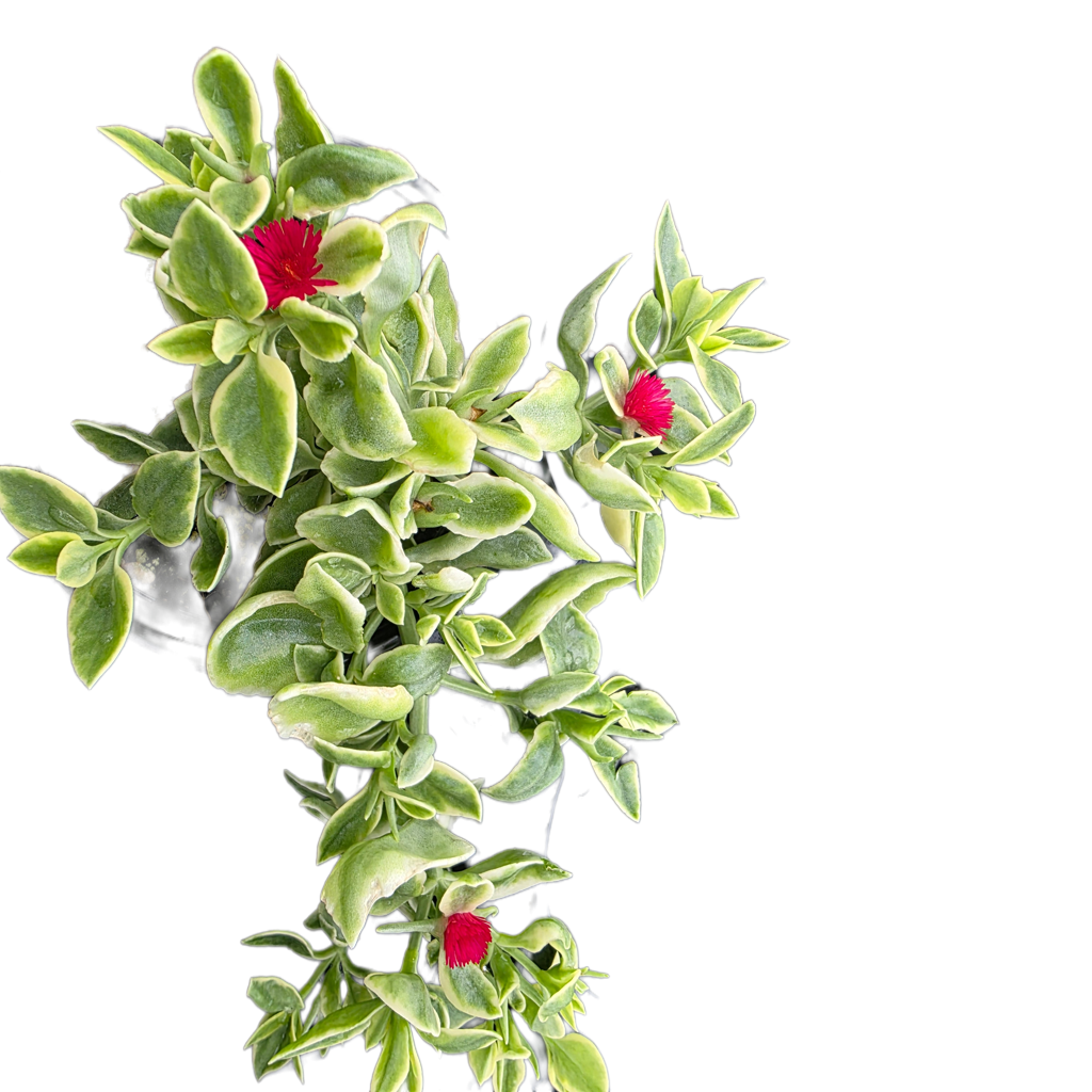 Variegated Dorotheanthus Red (aptenia)/Livingstone Daisy. Baby Sun Rose