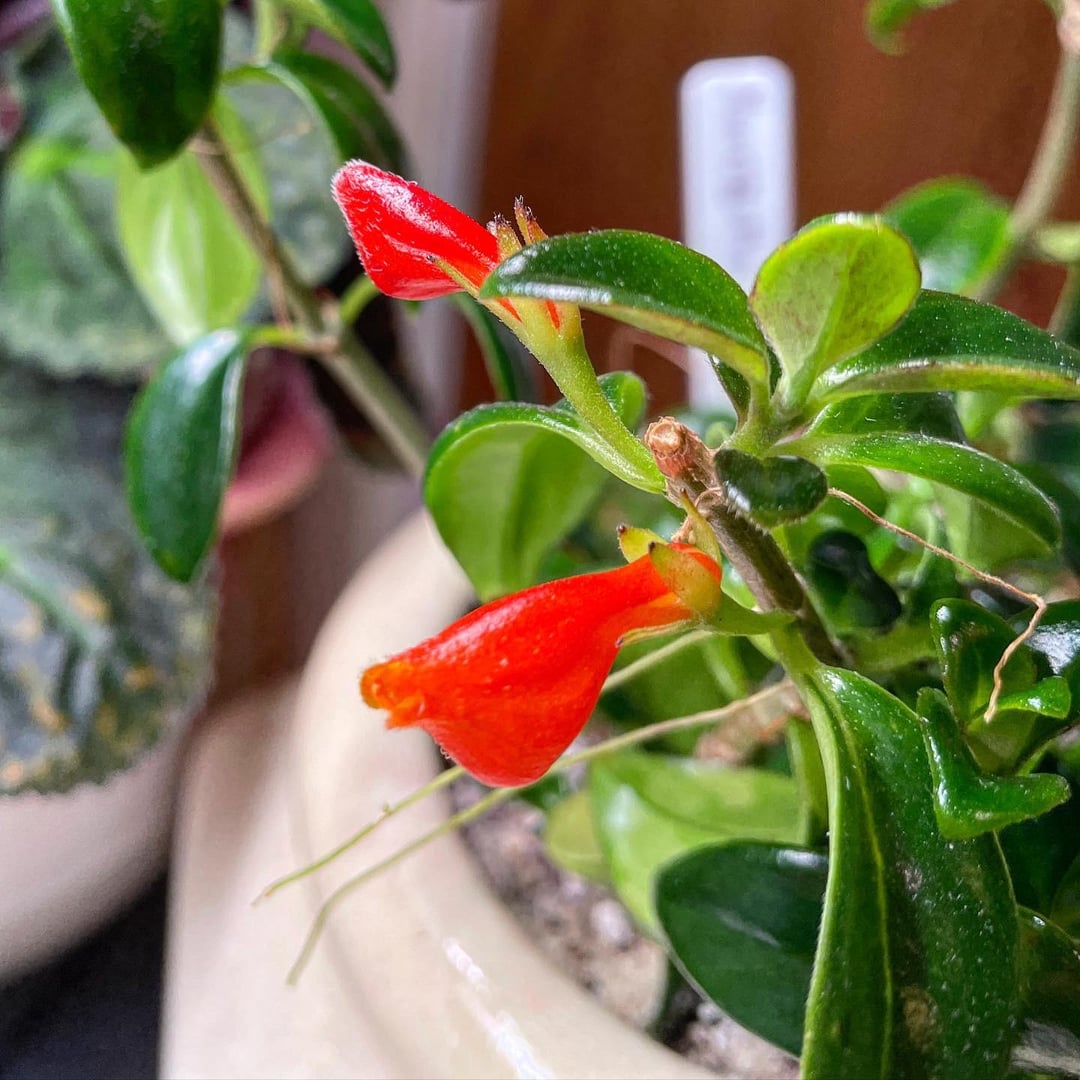 Goldfish columnea "CHRISTMAS HOLLY"