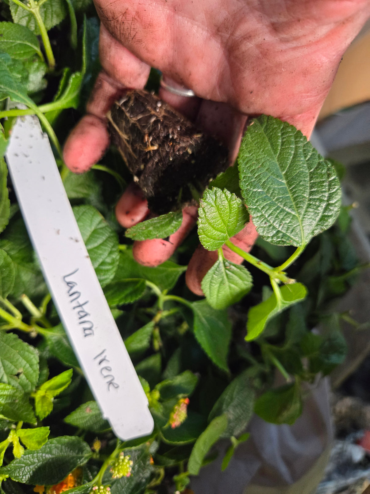 5 LOT of Lantana " ASSORTED VARIETIES" Live Rooted Starter Plant