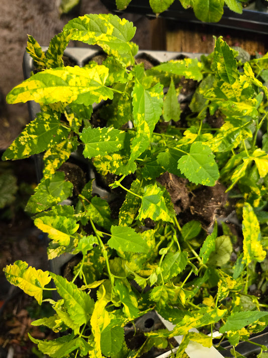 Abutilon Lucky Lantern RED Live Starter Plant