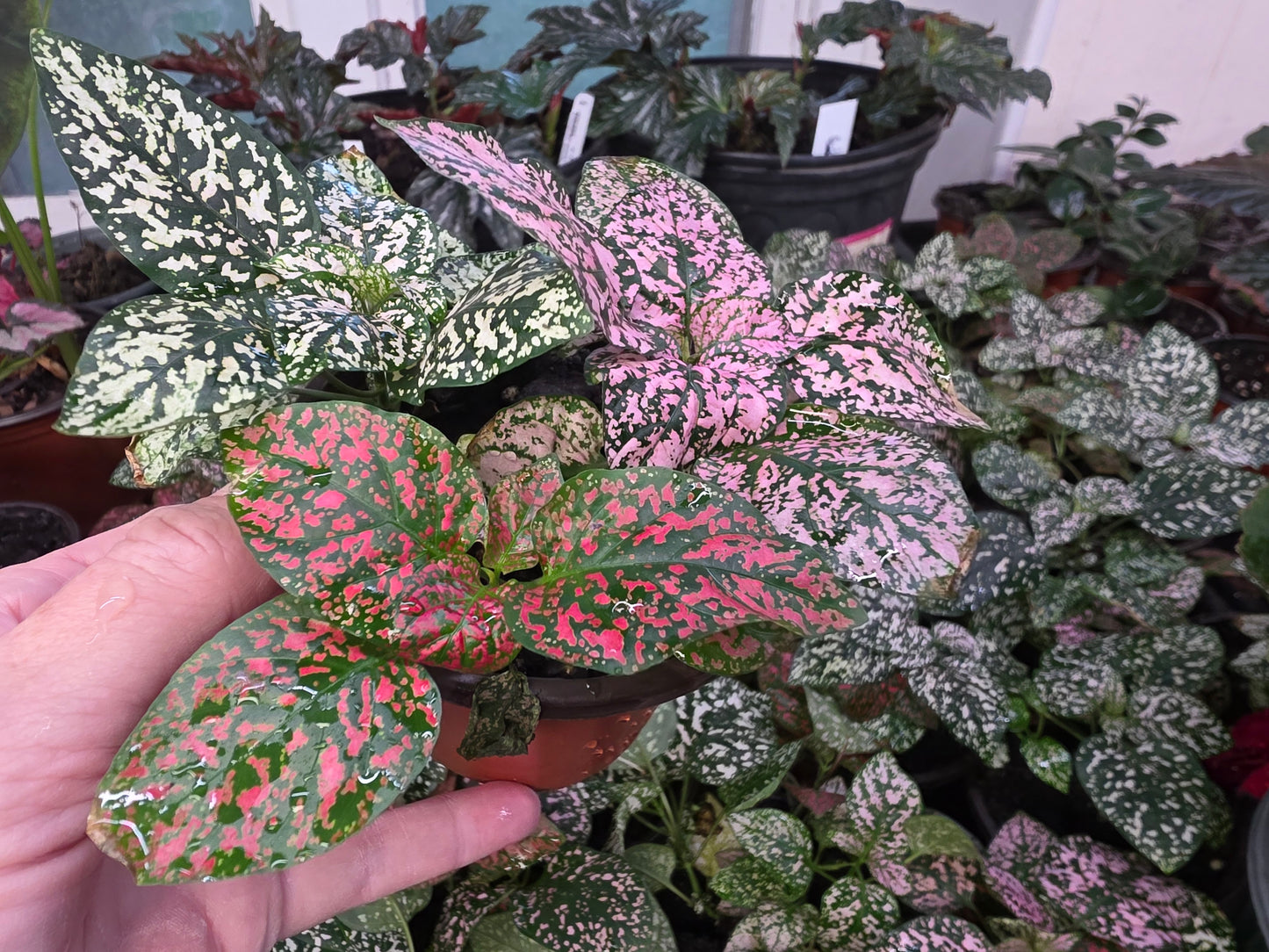 Polka Dot Plant "TRIO COLOR SELECT "